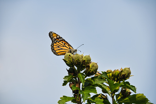 Monarch Butterfly on Flower Buds: A beautiful monarch butterfly with pollen on its face, antennas and wings sits high on hibiscus flower buds