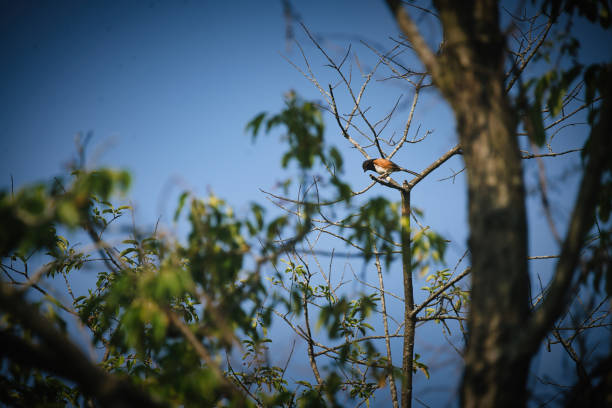 Eastern Towhee Male Bird on a Tree Branch in Summer Sun