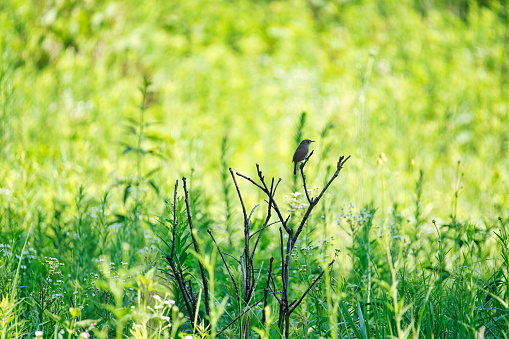 Wren Bird Sits on a Dead Bush Branch in the Midst of a Prairie
