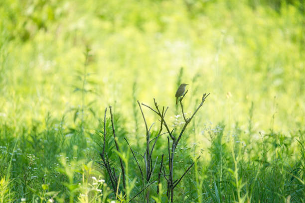 istock Wren Bird Perched on a Branch on a Prairie 1772723904