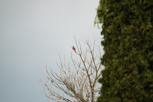 Northern Cardinal Male Perched High on Treetop Calling for His Mate