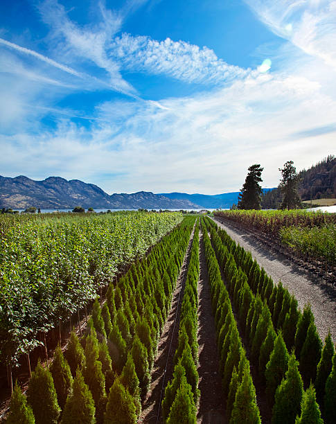 Scenic Tree Farm stock photo