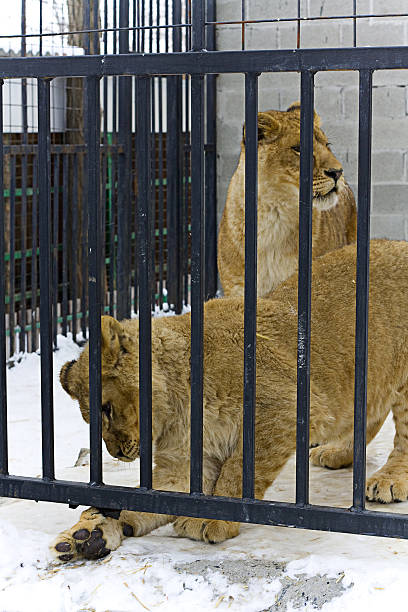 istock young lions in hutch 177272690