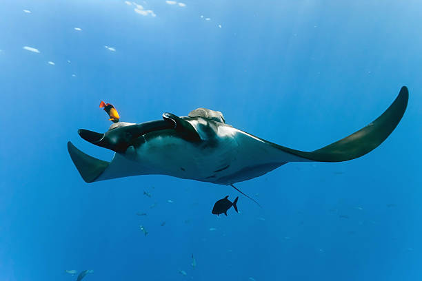 Manta on the blue background stock photo