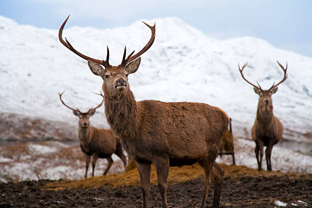 Cтоковое фото Три снежные горы в Deer — приключение в природный