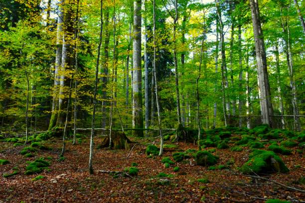 istock Beautiful mixed conifer and broadleaf Rajhenav temperate forest in Kocevski Rog, Slovenia with moss covered rocks on the ground 1772731394