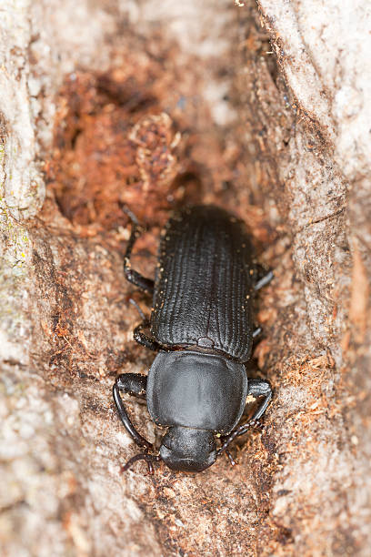 istock Mealworm beetle (Tenebrio opacus) sitting on wood, macro photo 177273172