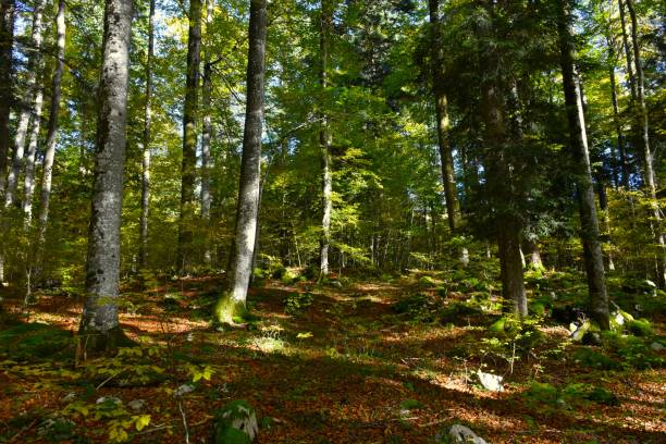 Beech (Fagus sylvatica) and fir (Abies alba) temperate mixed deciduous, broadleaf and conifer forest
