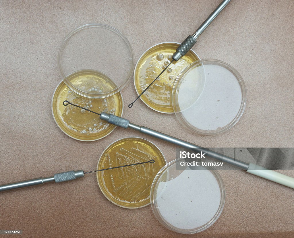 페트리 접시, 한천 문화 및 Inoculating 루프 - 로열티 프리 박테리아 스톡 사진