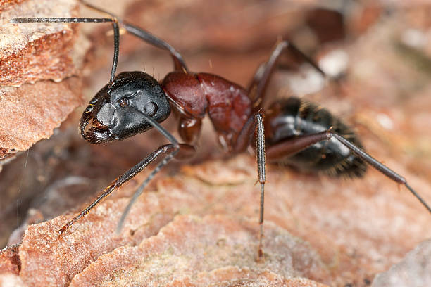 photo macro d'une fourmi ouvrière - wood ant photos et images de collection