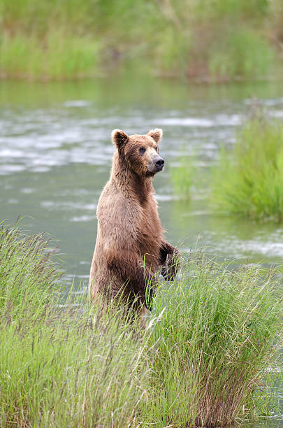 istock Alaskan Brown bear on hind legs 177273353