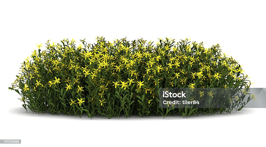 broom flowers isolated on white background Bush Stock Photo