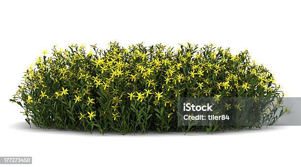 Broom Flowers Isolated On White Background Stock Photo - Download Image Now - Bush, Flower, White Background
