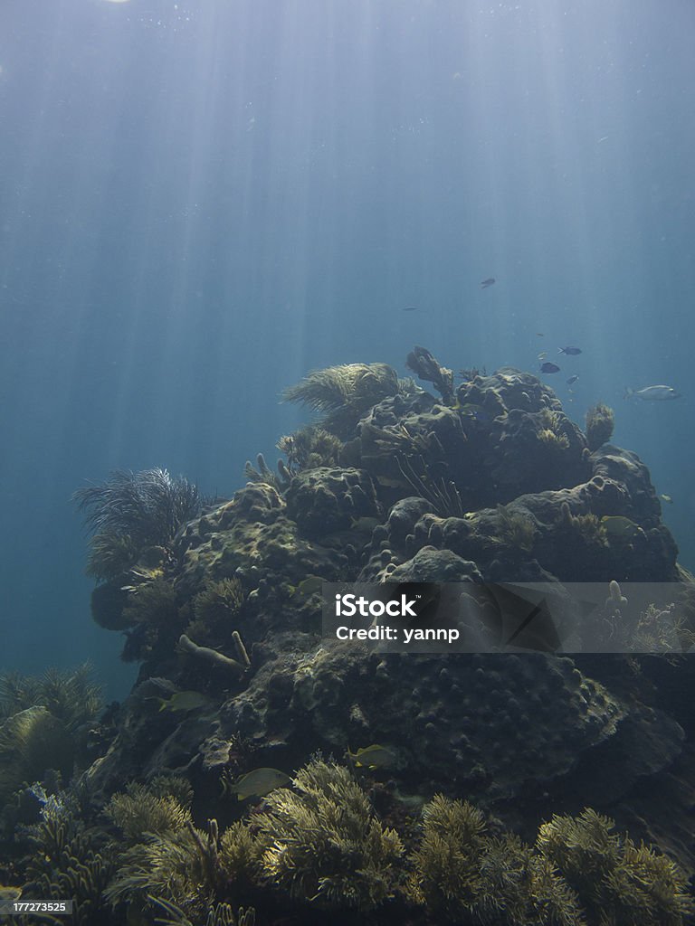 Fish heaven "Coral reef under sun rays, home to many species of fish" Adventure Stock Photo