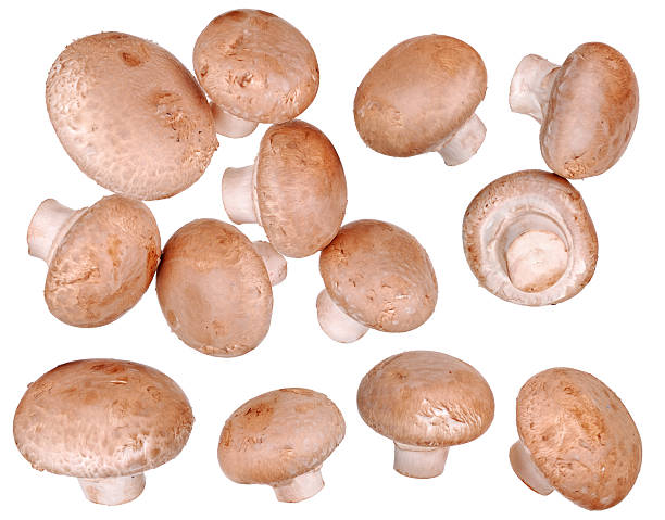 istock set of mushrooms isolated 177273574