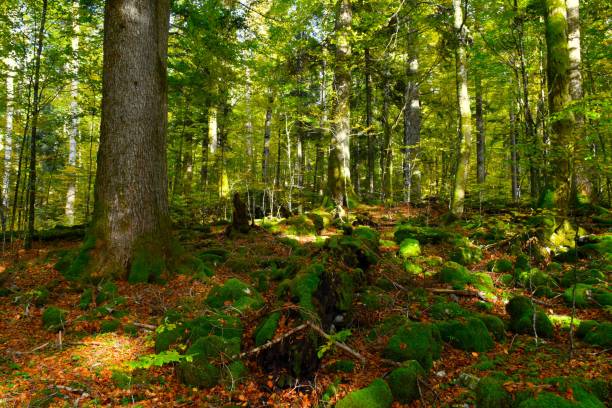 istock Rajhenav old-growth temperate mixed forest with silver fir and beech trees and decomposing wood and moss covered rocks covering the ground in Kocevski Rog, Slovenia 1772735819