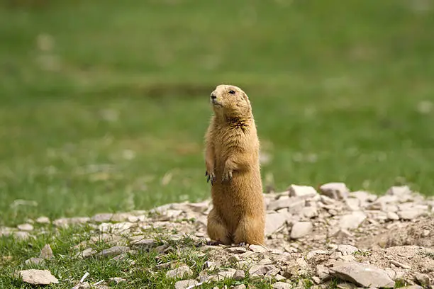 Closeup of a black tailed prairie dog standing at attention (Cynomys ludovicianus)