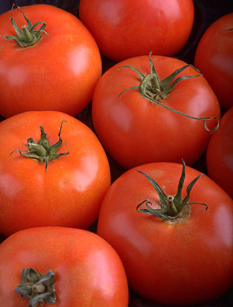 organic tomatoes stock photo