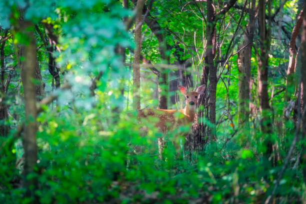 A young spotted White-tailed Deer fawn standing in the forest