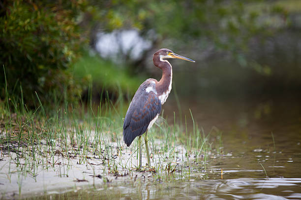 istock Bird of North Carolina 177274232