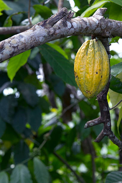 istock Cocoa fruit on a tree at Bali, Indonesia 177274558