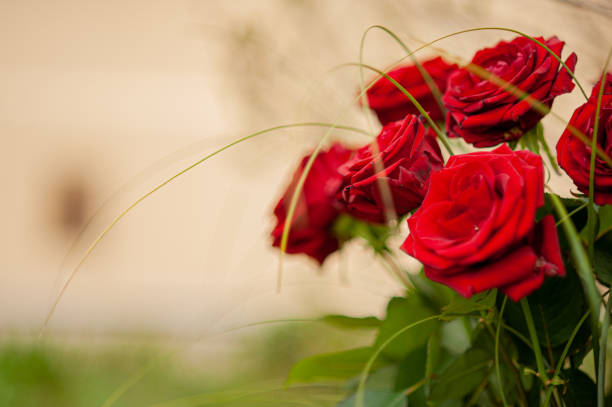 Red roses growing on outdoor trellis in full bloom