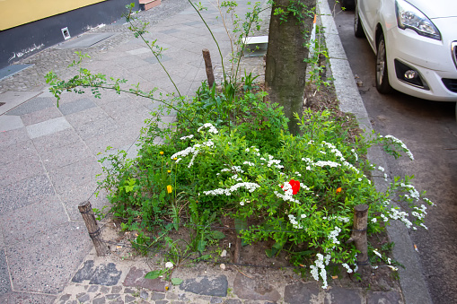 Fantastic April: Gardening on the Berlin street - spirea white blossoms and yellow dandelions blossoms next to small tree and car in\n parking lot on the street