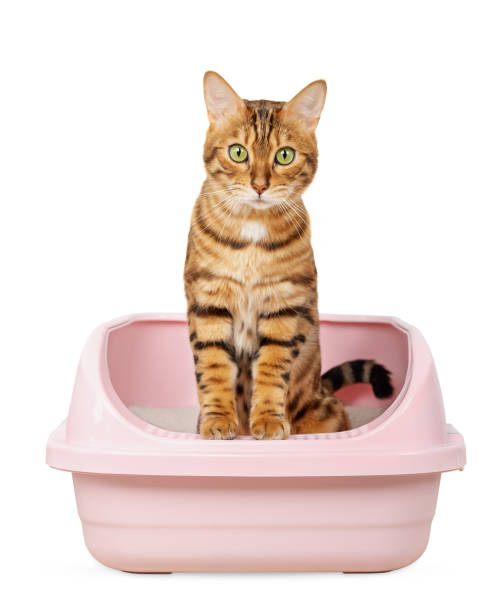 istock Bengal cat sits in the litter box. 1772750327