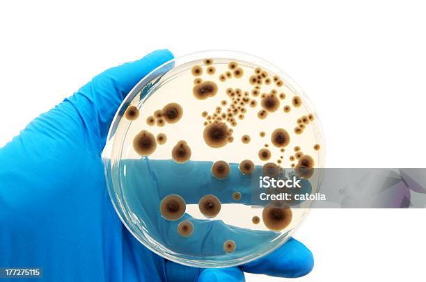 Microorganismos En La Placa De Agar Foto de stock y más banco de imágenes de Agar-agar - Agar-agar, Fondo blanco, Azul