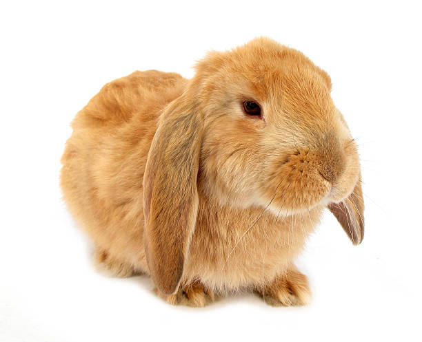 istock Orange lop rabbit bunny isolated on white 177275179