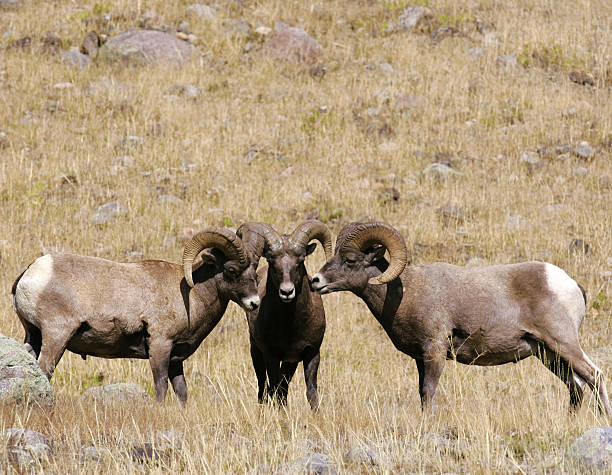 istock Three Rocky Mountain Big Horn Sheep 177275375