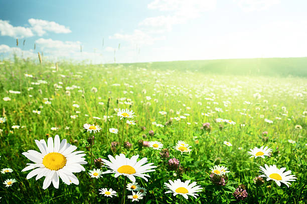 istock field of wild flowers 177275498