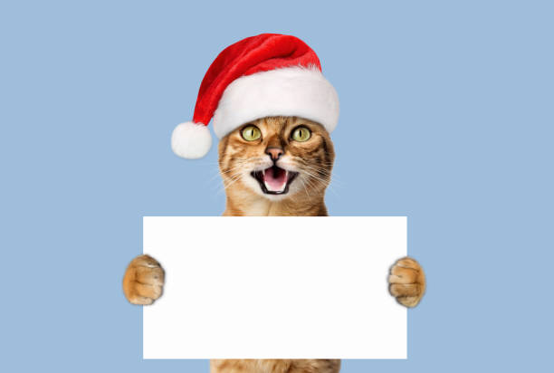 istock A joyful cat in a Santa hat smiles and holds a white blank sheet. 1772755288