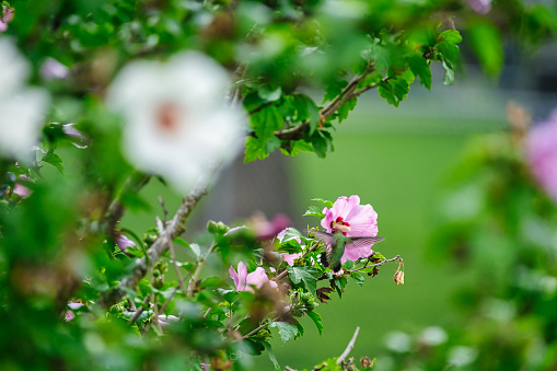 Ruby Throated Hummingbird Getting Nectar from Rose of Sharon Hibiscus Pink Flower in Summer