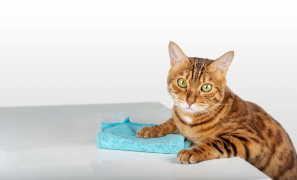 istock The cat wipes the table with a microfiber cloth. 1772756482