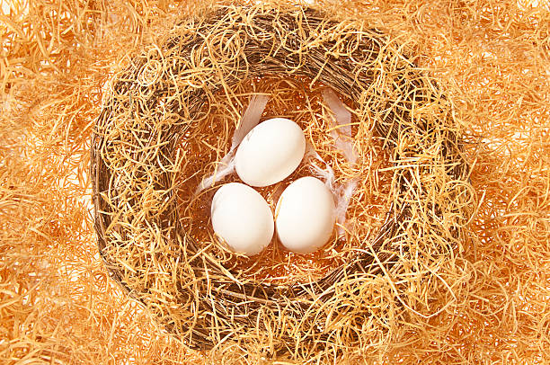 fresh white eggs stock photo