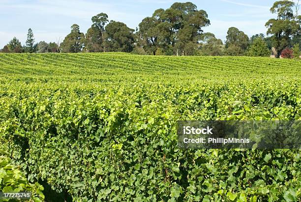 Vigneto Scena - Fotografie stock e altre immagini di Agricoltura - Agricoltura, Albero, Australia