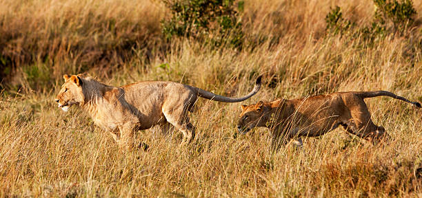 istock Lionesses in the Maasai Mara 177275777