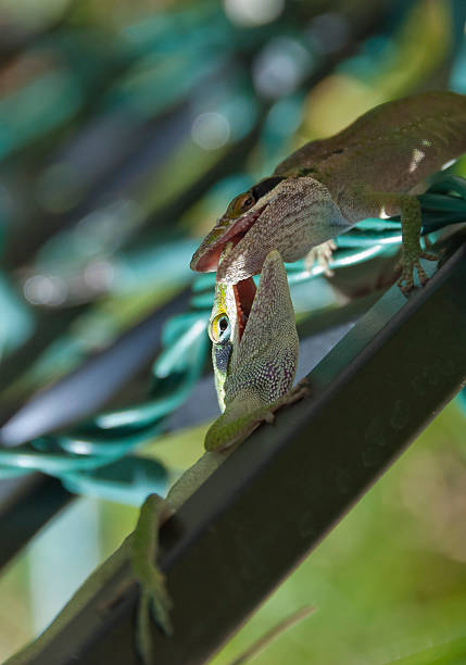 Lizard Battle stock photo