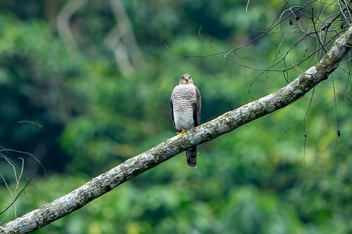The shikra (Accipiter badius) is a small bird of prey in the family Accipitridae
