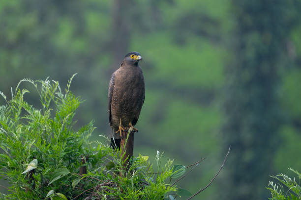 istock The crested serpent eagle (Spilornis cheela) is a medium-sized bird of prey. 1772760431