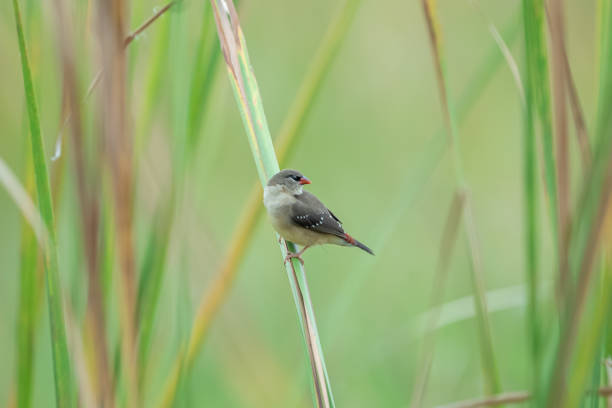 istock Strawberry finch or red avadavat (Amandava amandava) 1772761013