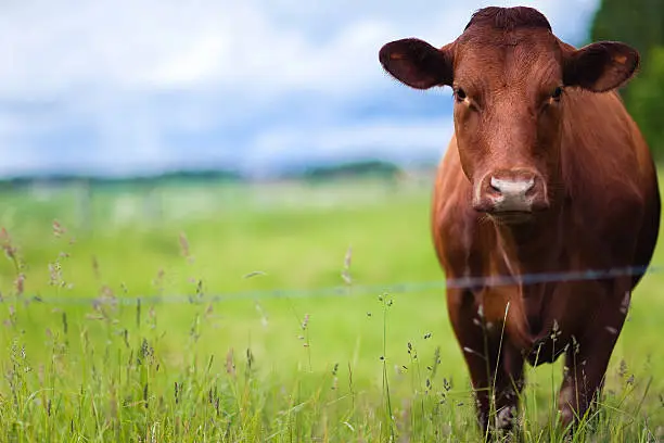 Photo of During the day a brown cow rests on the farm pastures 