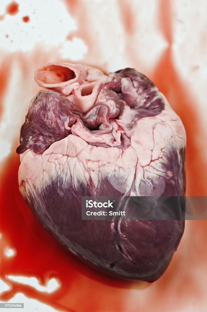 heart heart with blood close up Animal Blood Stock Photo