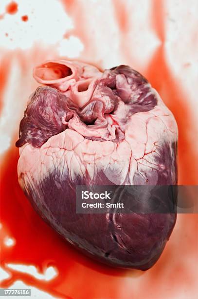 Heart Stock Photo - Download Image Now - Animal Blood, Animal Heart, Animal Internal Organ