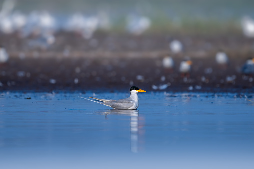 The Indian river tern or river tern (Sterna aurantia)