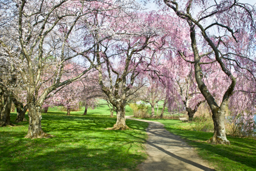 A  colorful Spring pathway through Holmdel Park in Monmouth County in New Jersey.