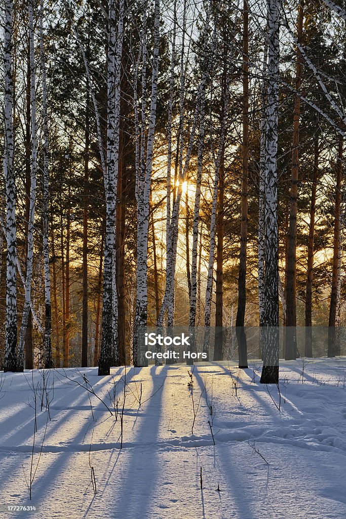 Sunset in winter forest Landscape with a group of trees on a winter evening in the backlight Beauty In Nature Stock Photo