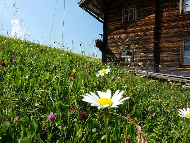 Mountain flowers in front of the wooden house