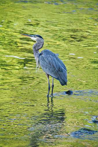 Great Blue Heron Bird stands in water on a summer day
